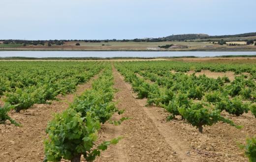 Tecnovino DO Almansa