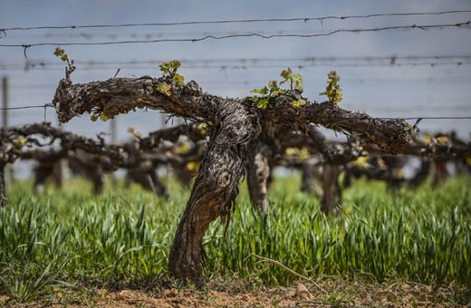 Tecnovino Familia Torres viticultura regenerativa viñedo cubierta vegetal