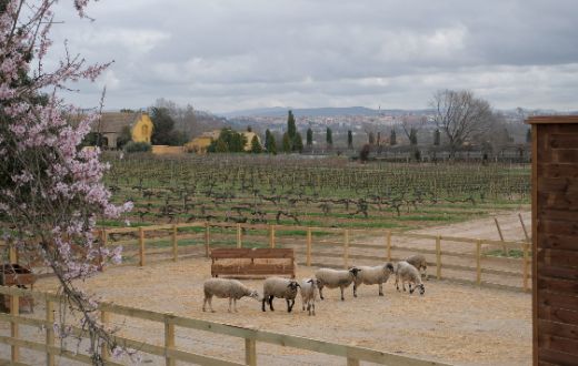 Tecnovino Familia Torres viticultura regenerativa