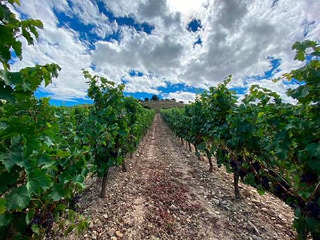 Tecnovino Graciano 2019 viñedo Bodegas Dominio de Berzal