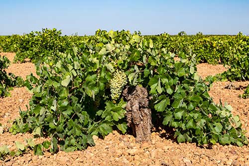 Tecnovino vinos de viñedos viejos congreso Old Vine Bodegas Verum