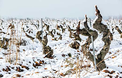 Tecnovino vinos de viñedos viejos congreso Old Vine agricultura