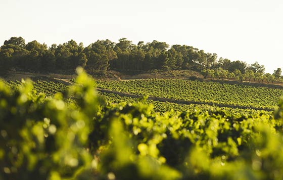 Tecnovino viticultura ecológica en DO Utiel-Requena