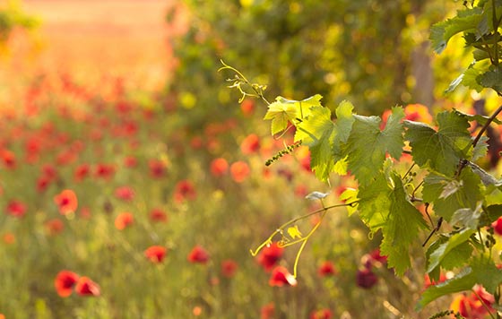 Tecnovino La Primavera del Cava AECAVA detalle