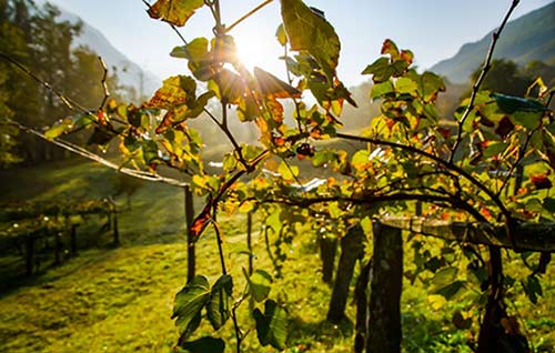 Tecnovino vinos de la España vaciada Vinissimus viñedo