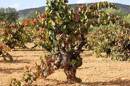 Tecnovino DOP Alicante variedades antiguas