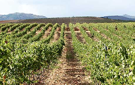 Tecnovino Finca Río Negro viñedo detalle