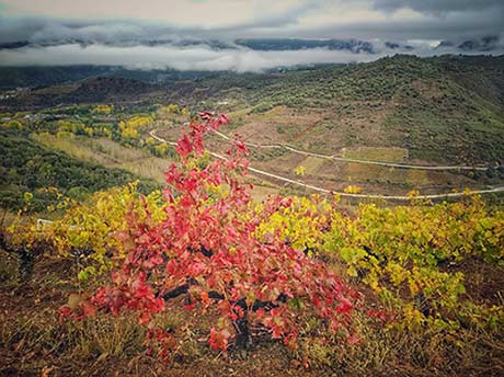 Tecnovino Pago de los Abuelos viticultura heroica viñedo Borrunde