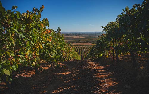 Tecnovino Pago de los Capellanes viñedo