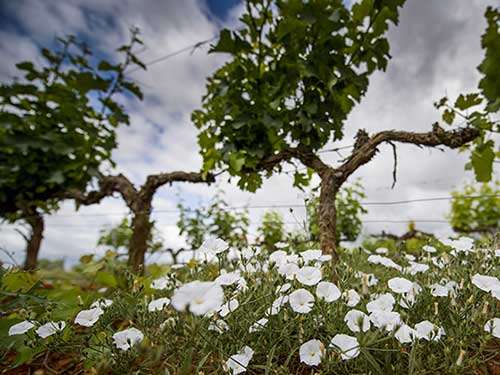 Tecnovino Viticultura Regenerativa Familia Torres viñedo Penedès