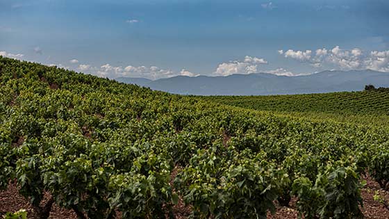 Tecnovino costes de producción de la uva Rioja