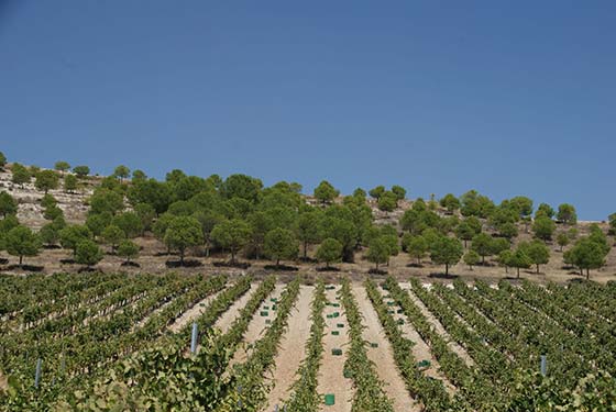 Tecnovino enfermedades fúngicas del viñedo Matarromera Viticast