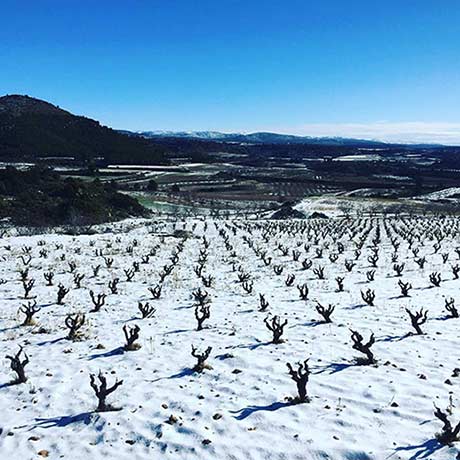 Tecnovino vinedo nevado de Baldovar 923