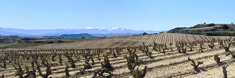 Tecnovino viñedos de Bodegas Orben