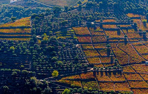 Tecnovino viticultura extrema Cervim Douro detalle