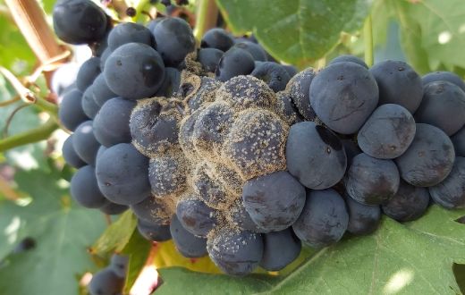 Tecnovino calidad la uva