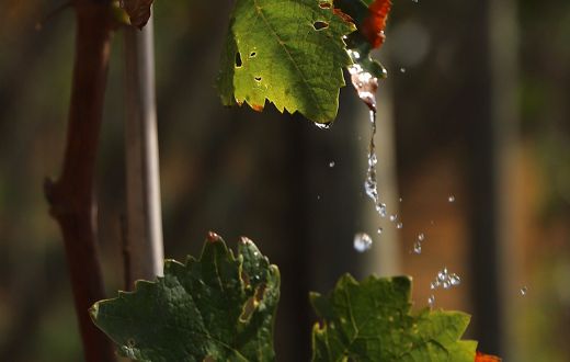 Tecnovino uso sostenible del agua en los viñedos