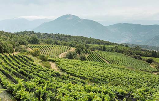 Tecnovino viñedo ecológico de Costers del Segre detalle