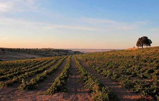 Tecnovino DO Vinos de Madrid vinedo Arganda detalle