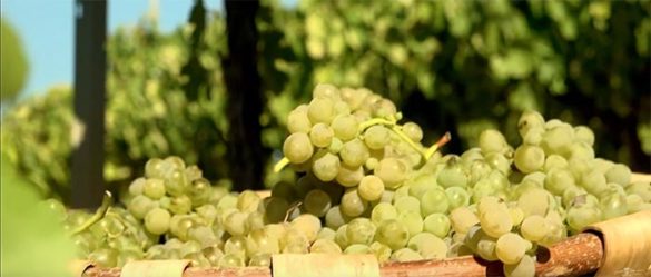 Tecnovino Emilio Moro racimo godello