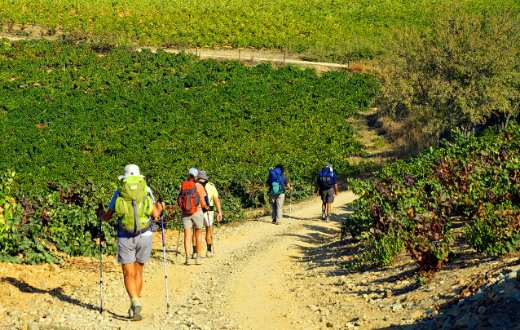 Tecnovino Ruta del Vino Bierzo Enoturismo