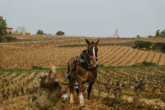 Tecnovino Ysios vinedo caballo