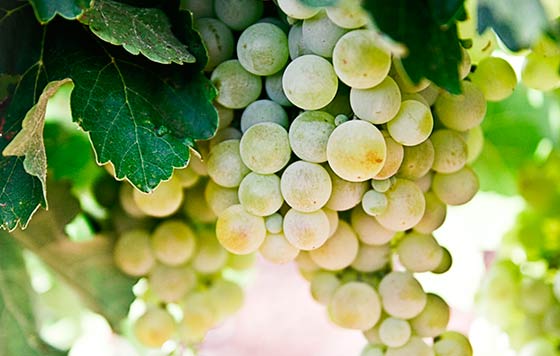 Tecnovino planes de enoturismo en familia OIVE vendimia detalle Unsplash viticultura Europa