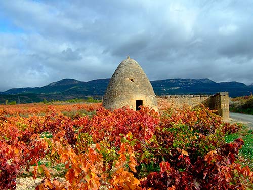 Tecnovino viñedos Bodegas Sonsierra