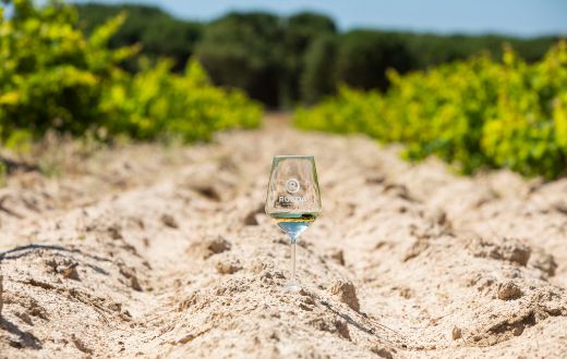 Tecnovino vinos ecológicos DO Rueda World Verdejo Day