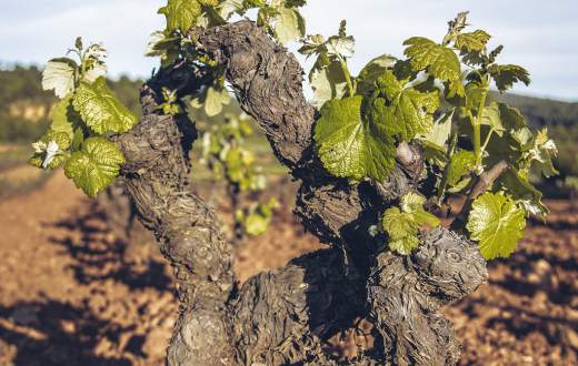 Tecnovino vitivinicultura ecológica DO Utiel-Requena