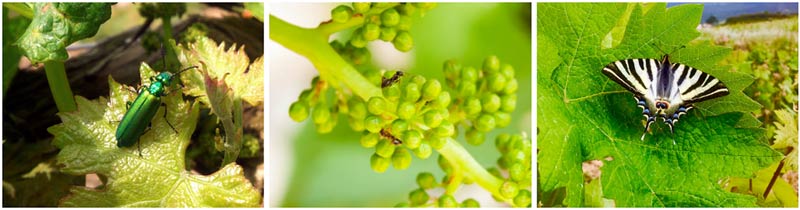 Tecnovino Bodegas Lan sostenibilidad biodiversidad