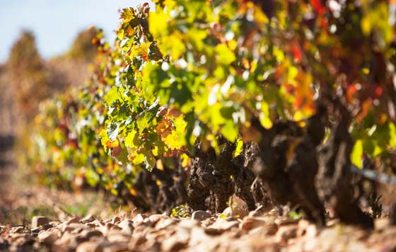 Tecnovino Bodegas Lan sostenibilidad viñedo detalle