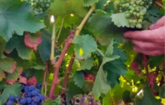 Tecnovino cosechas de uva cambio climatico Feranndo Martinez de Toda detalle