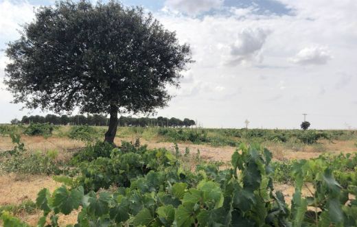 Tecnovino proyecto González Byass "Ángel de Viñas"