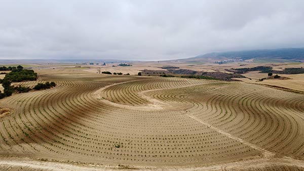 Tecnovino Bodegas Roda viñedo Cellorigo