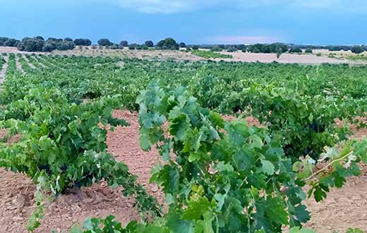 Tecnovino Ruta del Vino de Zamora viñedos