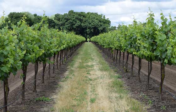 Tecnovino Unión de Uniones precio de la uva viñedo detalle