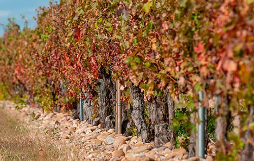 Tecnovino monitorización del viñedo Martín Berdugo Itacyl