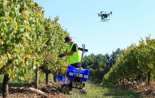 Tecnovino robots Terras Gauda FlexiGrobots