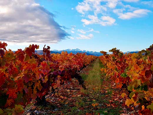 Tecnovino Cepas Viejas en Otoño en Finca La Emperatriz