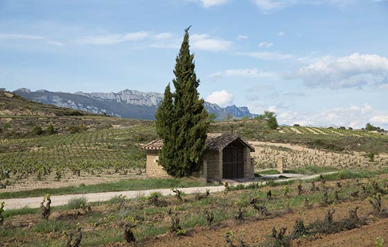 Tecnovino vino El Regalo Bodegas Izadi viñedo