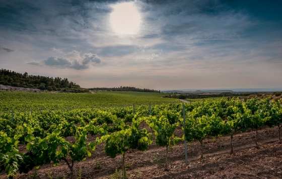 viñedo familia torres