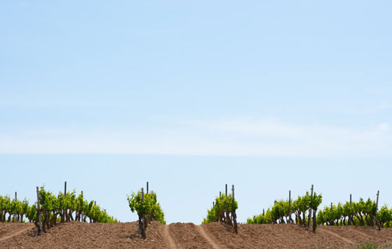 Tecnovino Ruta del Vino Terra Alta detalle