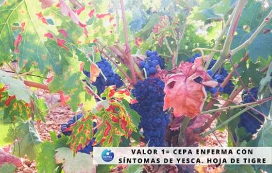 Tecnovino - Cicytex estudia los factores causantes de la yesca en los viñedos de Extremadura