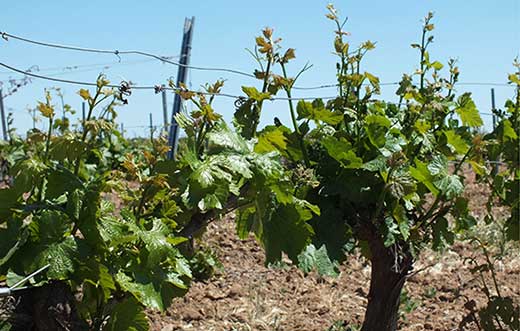 Tecnovino ácidos húmicos y fúlvicos Antonio Tarazona vida microbiana del suelo del viñedo 