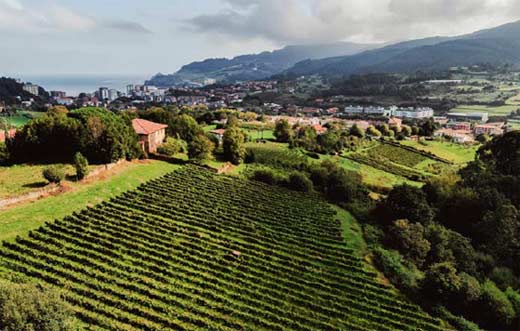 Tecnovino panorámica viñedo Bizkaiko Txakolina