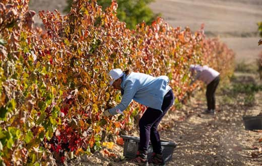 Tecnovino vendimia solidaria últimas uvas para la Palma desde Bodegas Tarón