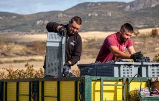 Tecnovino vendimia solidaria últimas uvas para la Palma desde Bodegas Tarón