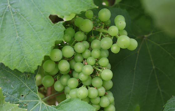Tecnovino viticultura ecológica OIV detalle
