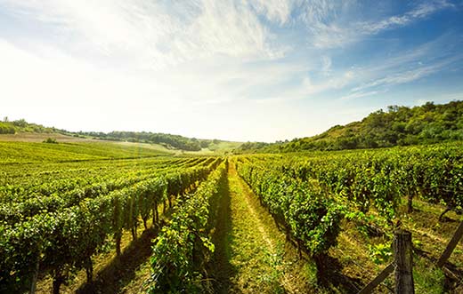 Tecnovino Freshwines proyecto para mejorar la frescura de los vinos